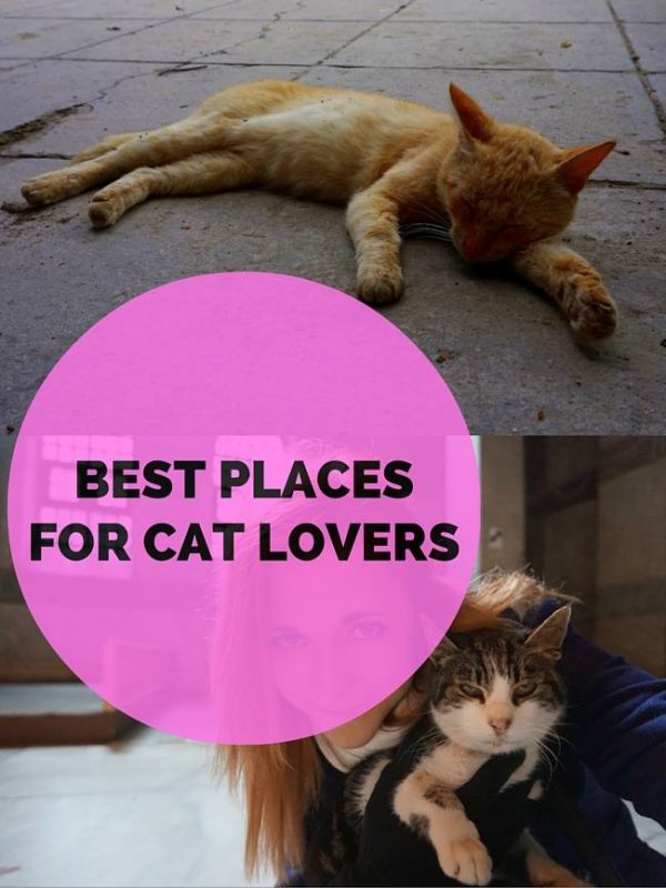 Best Places for Cat Lovers Anna Everywhere
