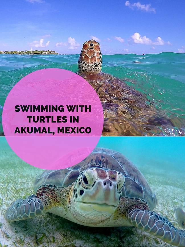 Turtles in Akumal Swim with Turtles in Akumal