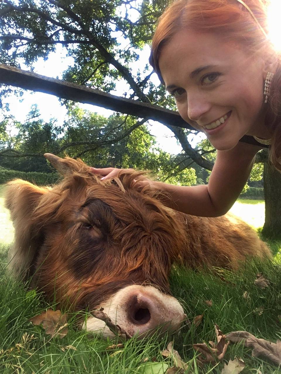 Making friends with a highland coo!