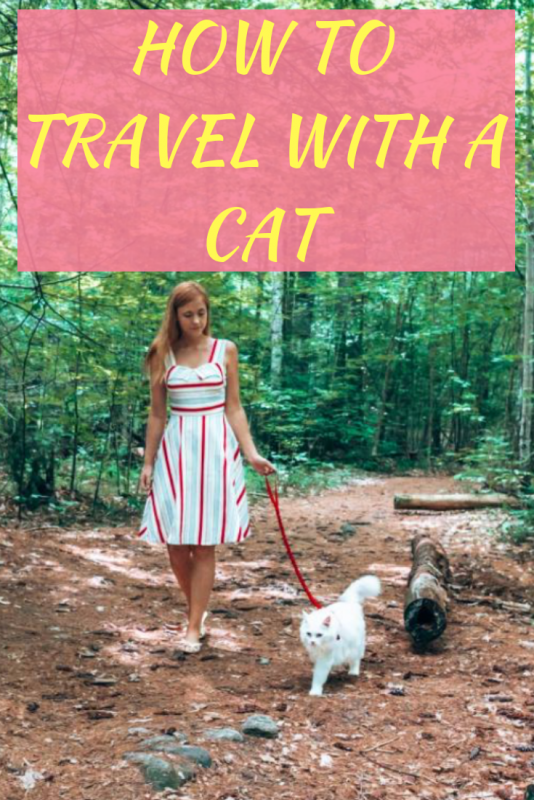 How to Travel with a Cat Anna Everywhere