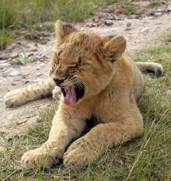 lions in zimbabwe