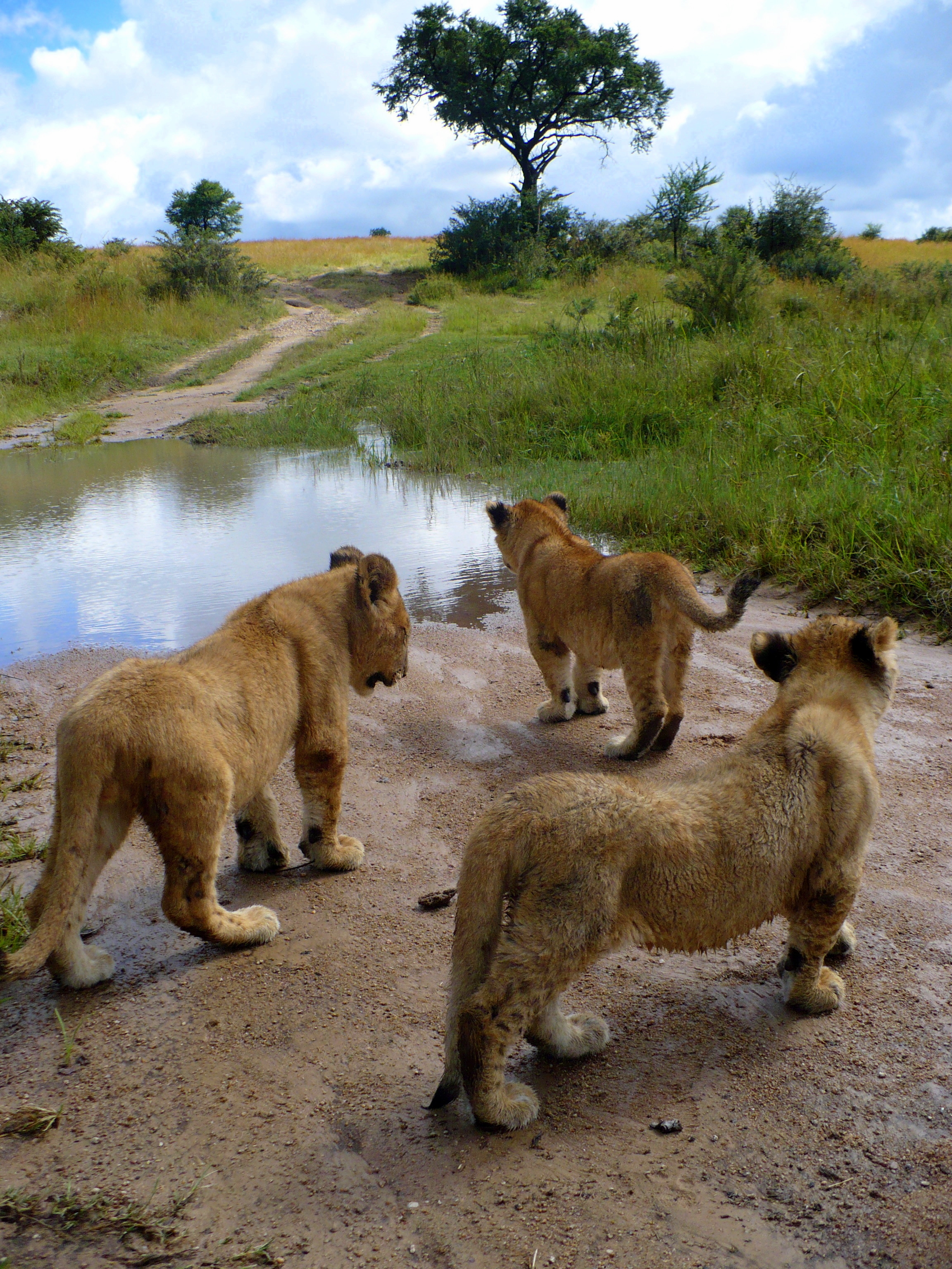 lions zimbabwe