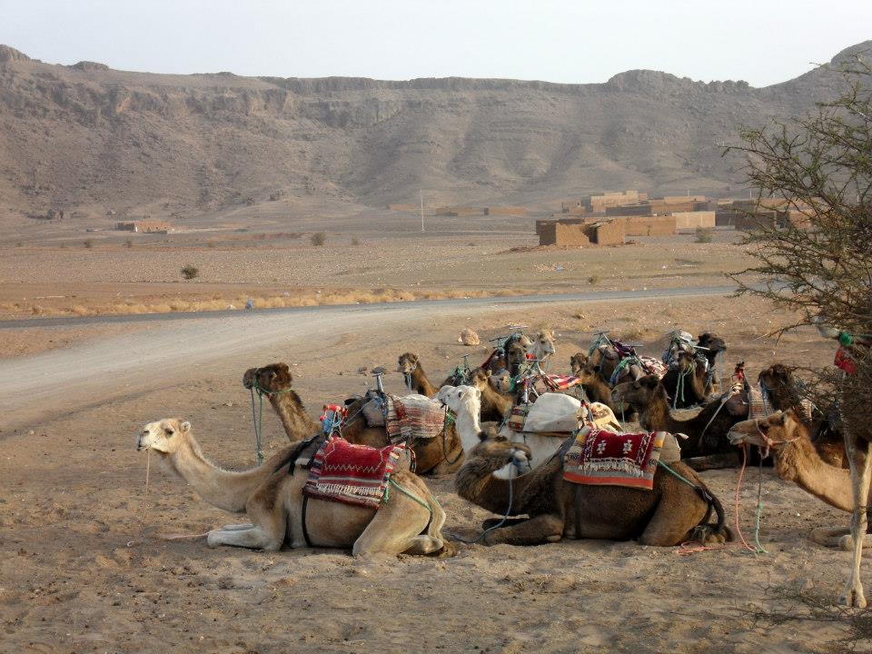 Camels awaiting their next journey just outside Marrakech, a common scene in the surrounding desert landscape.
