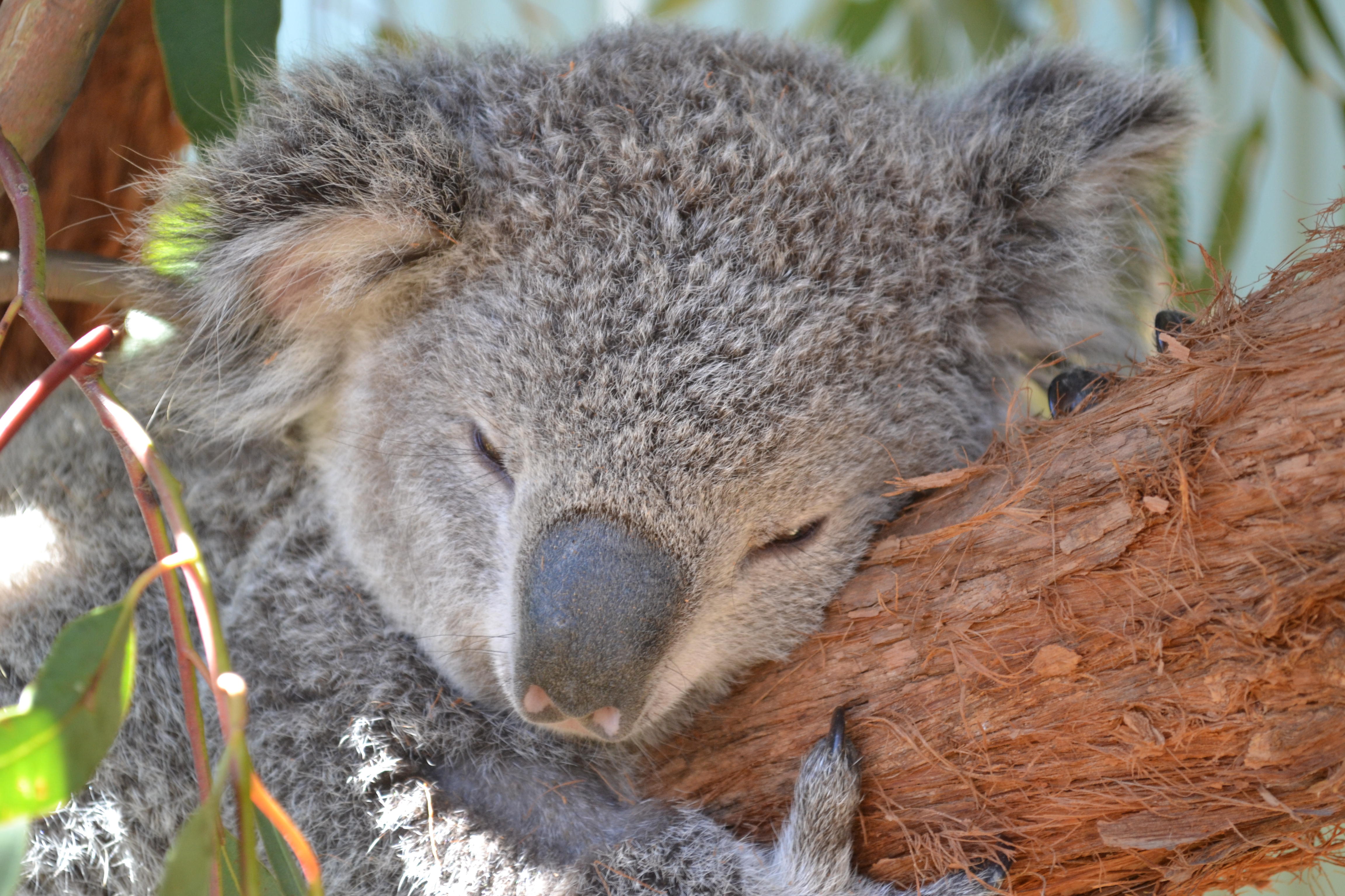 Красная коала. Коала на дереве. Яйца коалы. Коала отдыхает.