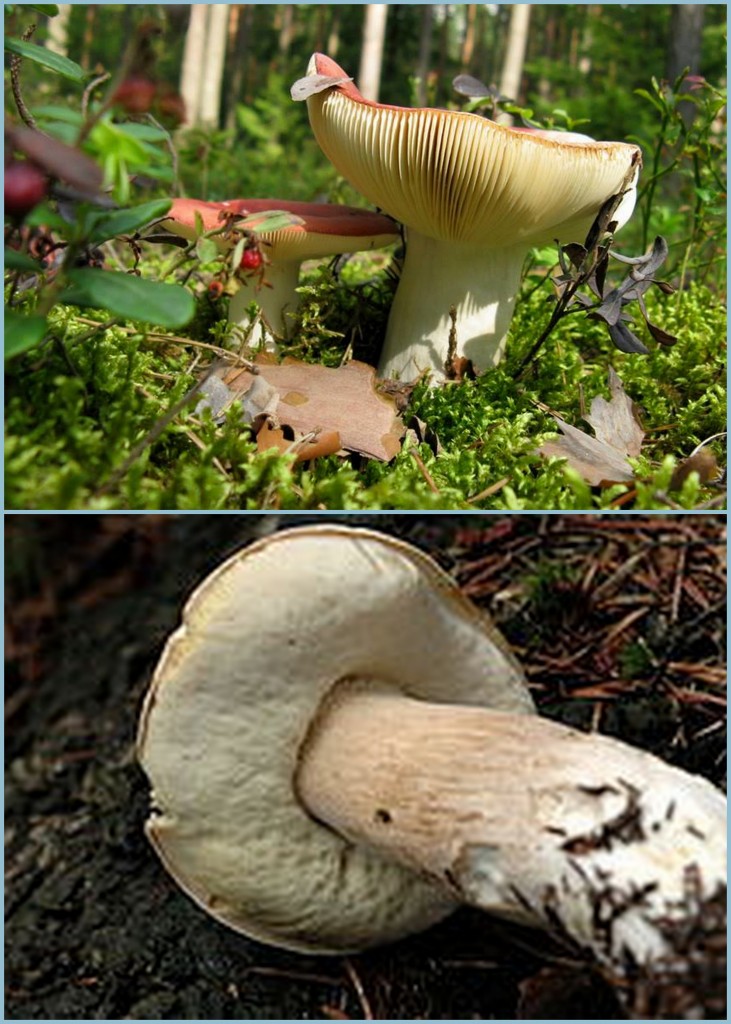 Top: poisonous Bottom: edible