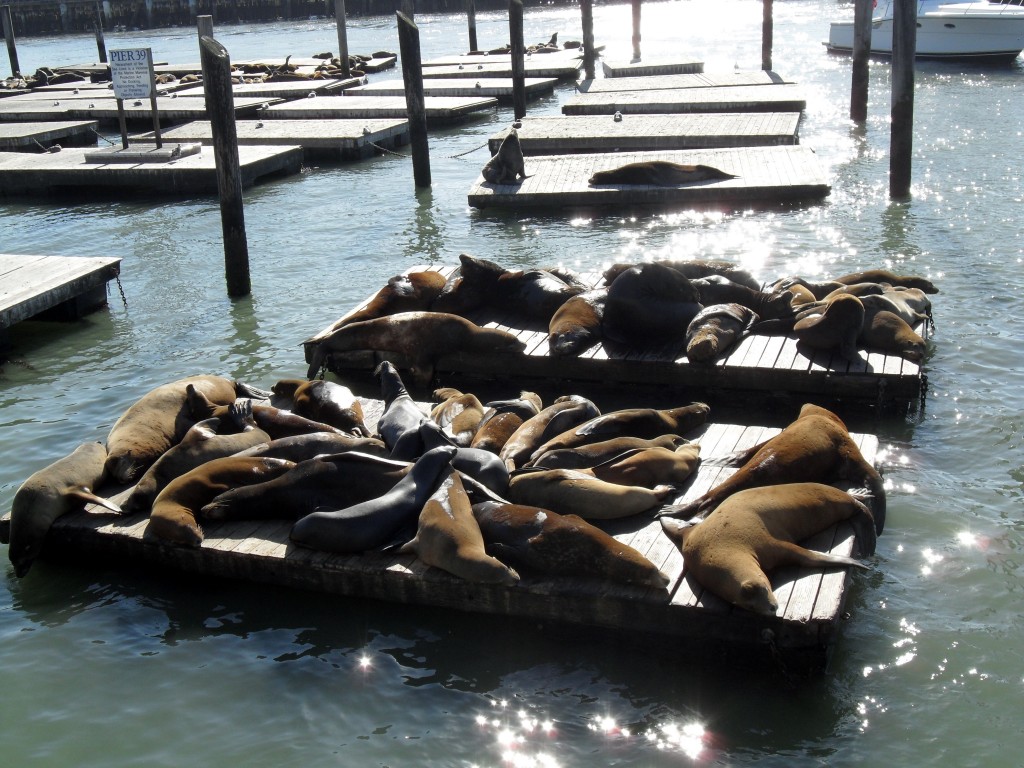 sea lions embarcadero