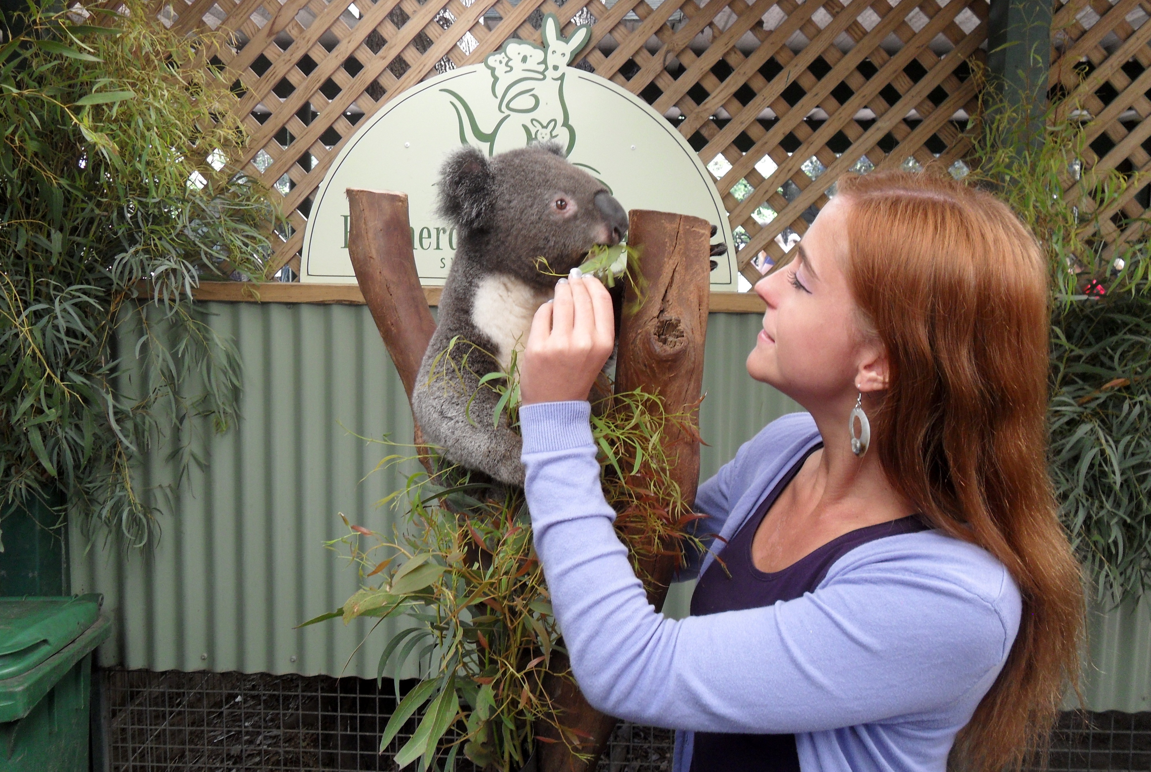 Why Visit Featherdale Wildlife Park near Sydney? - Anna Everywhere