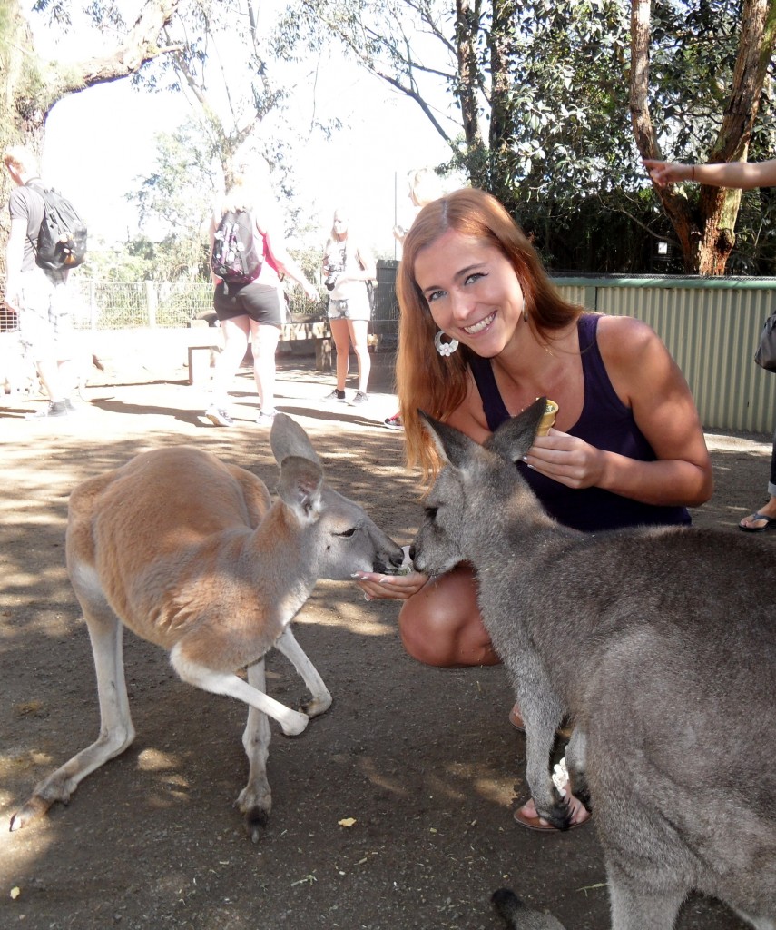 wallabies