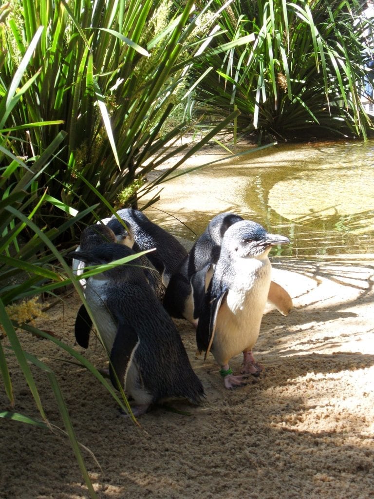 A photo of penguins taken with my UK phone.