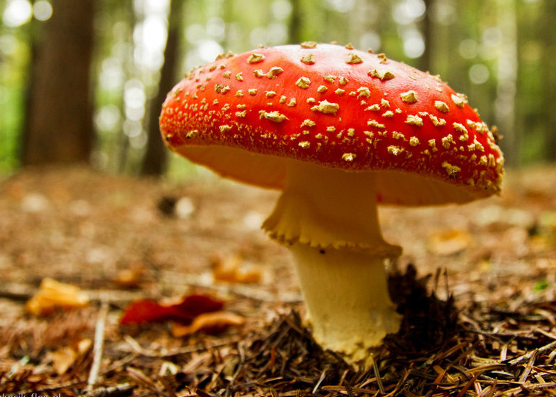 The most poisonous mushroom