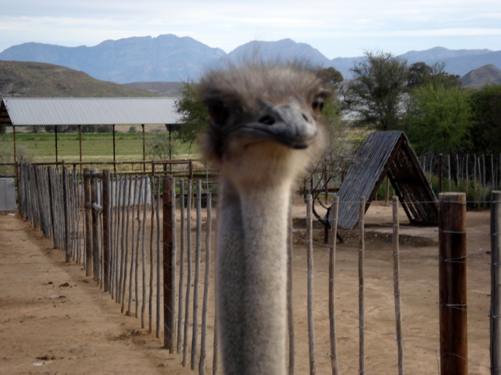 Ostriches in Oudtshoorn