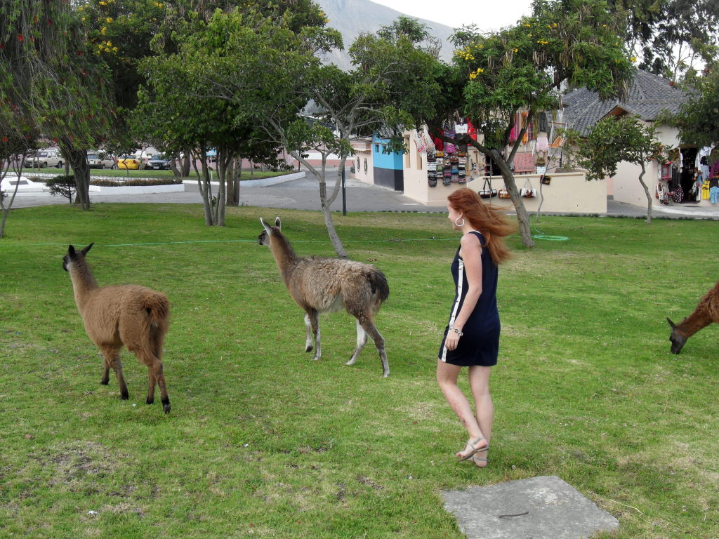 Llamas running away from a woman at the Equator monument in Ecuador