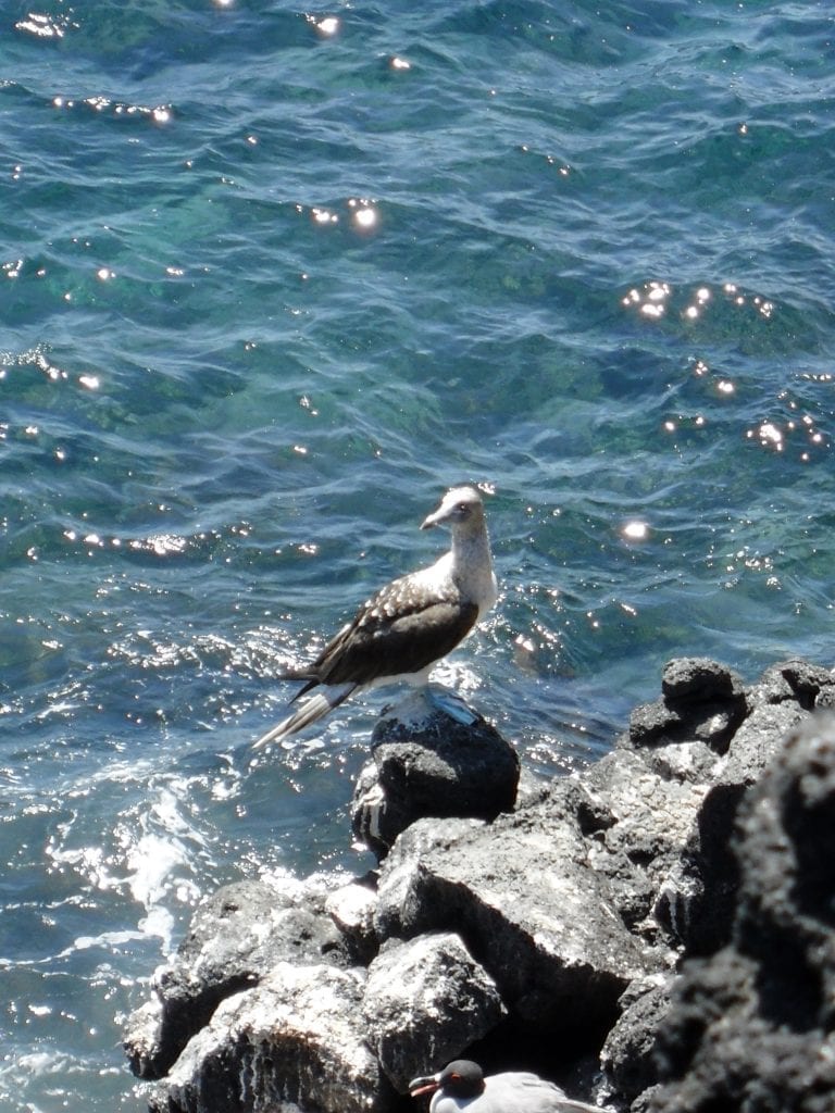 A blue-footed boobie bird sitting on a rock next to the ocean in Puerto Lopez, where you can see Galapagos animals on mainland Ecuador. 
