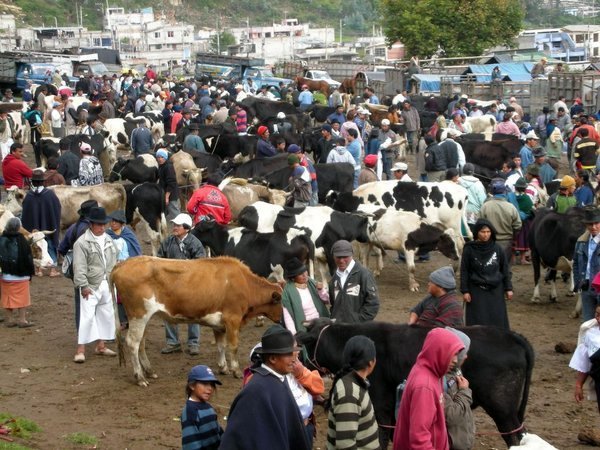A crowd of cows and people at the famous Otavalo Animal Market which is a popular tourist attraction in Ecuador. 