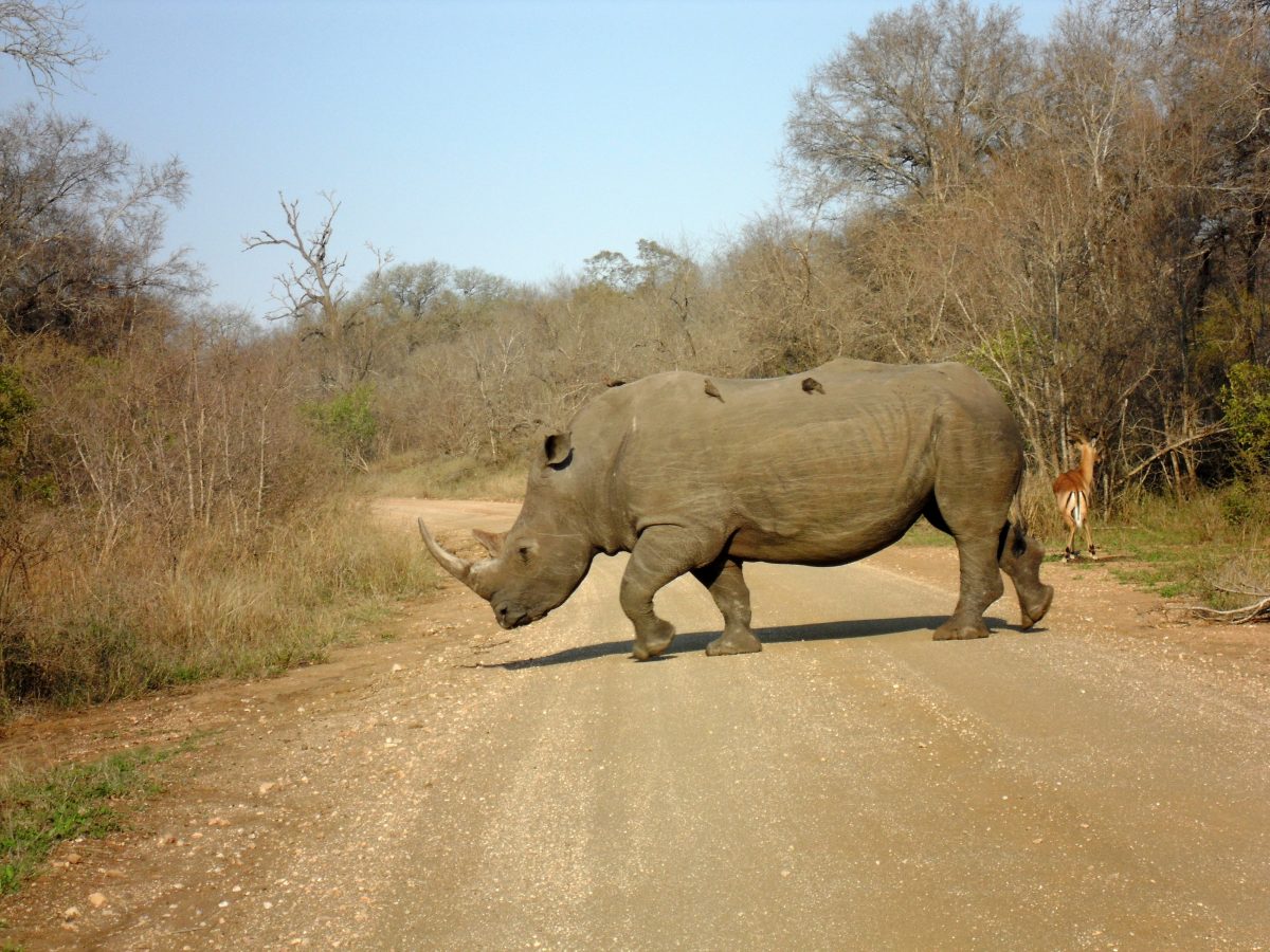 How to Plan a Self-Drive Safari in Kruger National Park