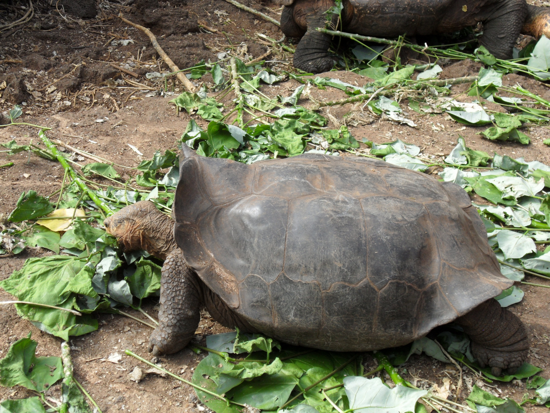 giant tortoise