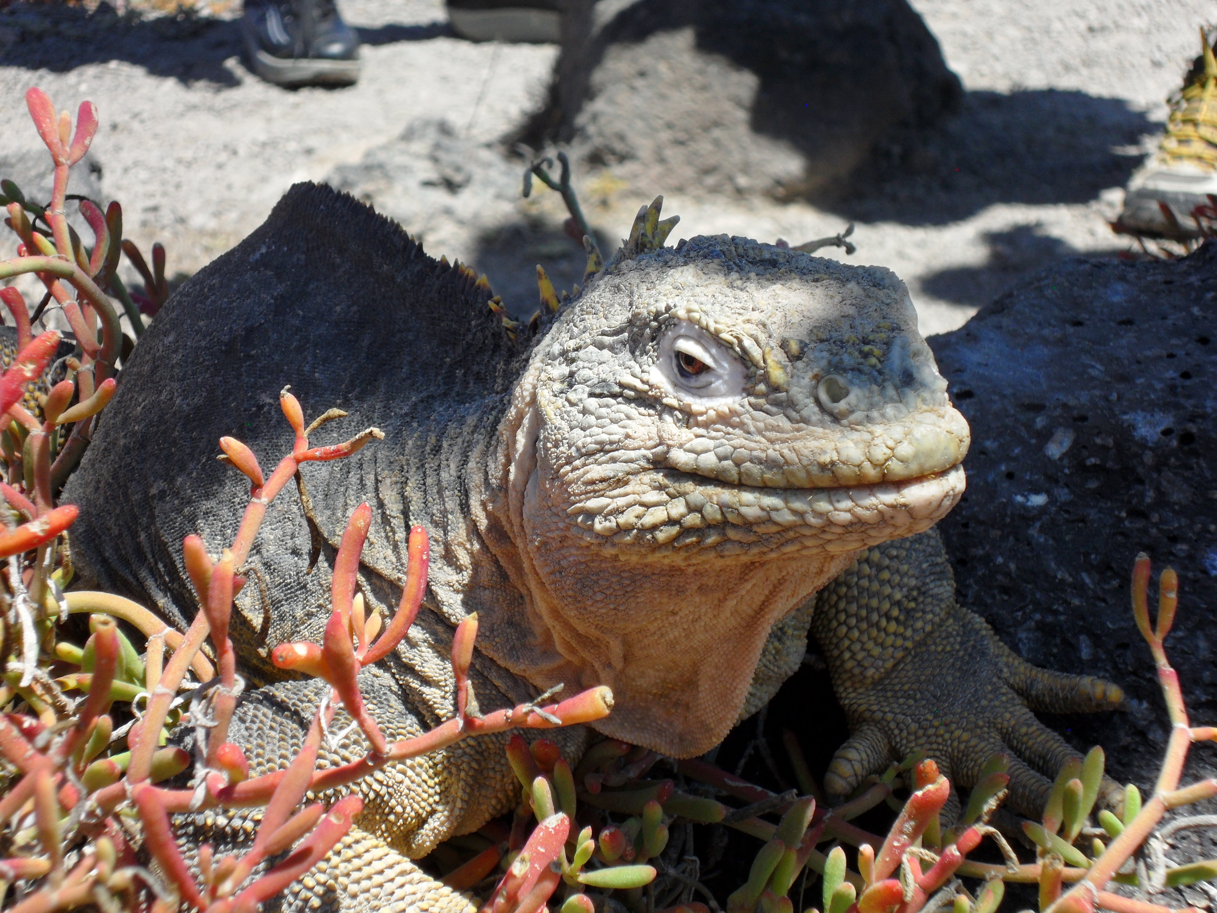 How to Visit the Galapagos on a Budget