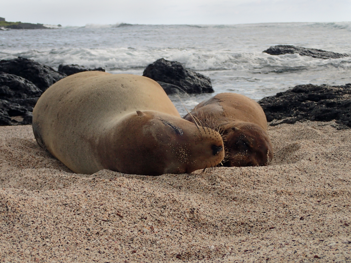 la Loberia galapagos