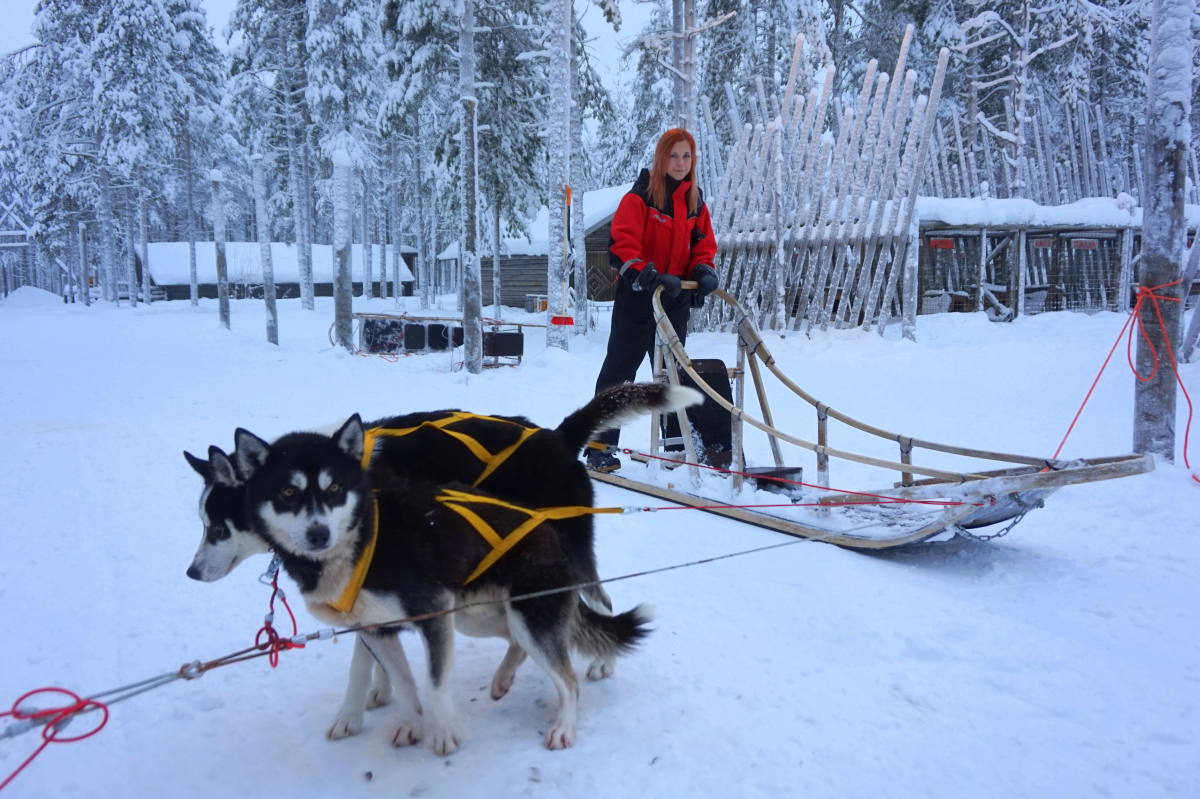 husky sledding rovaniemi