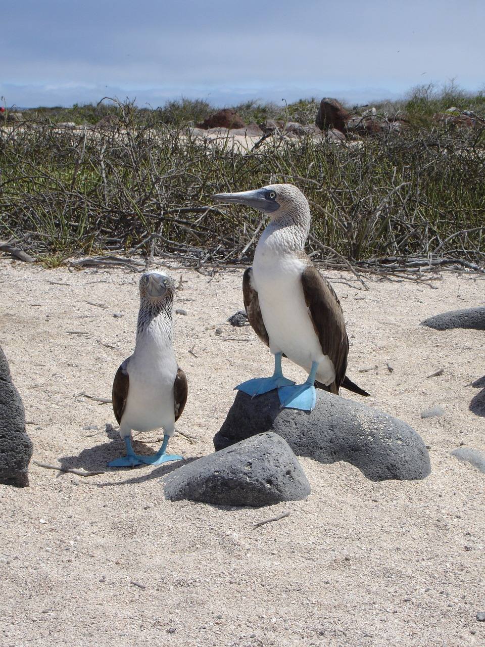 blue footed boobie