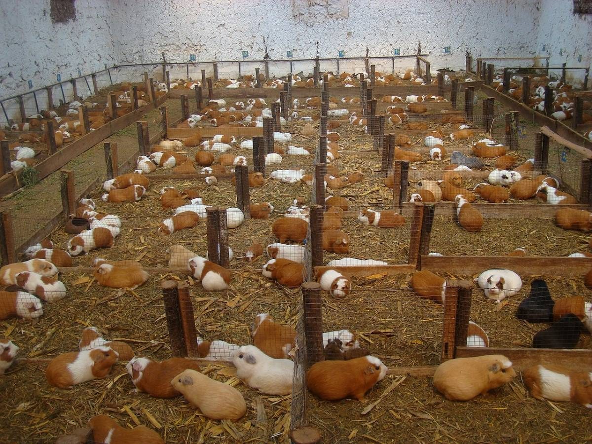 Hundres of guinea pigs in an enclosure in Ecuador