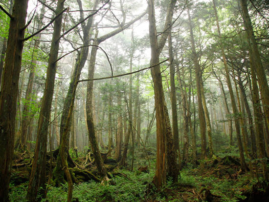 aokigahara forest ghosts