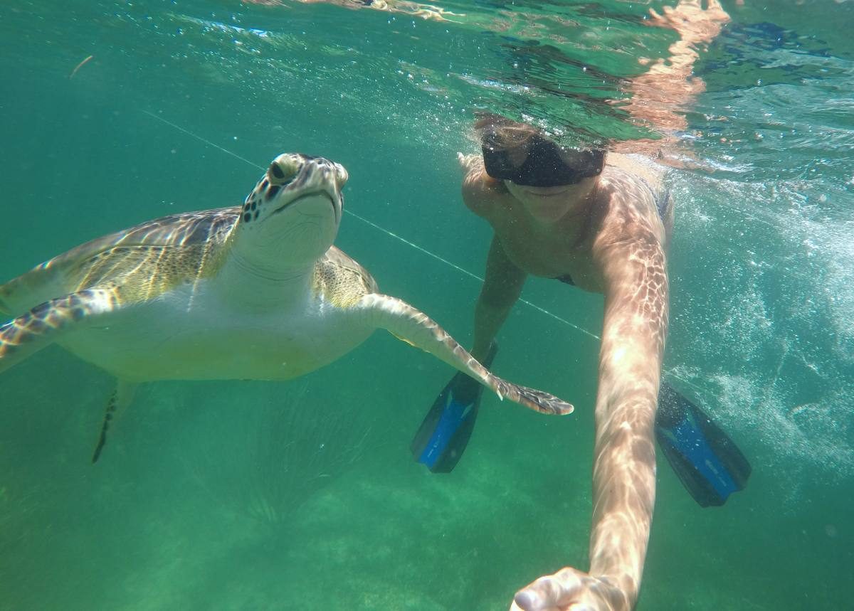 akumal turtles