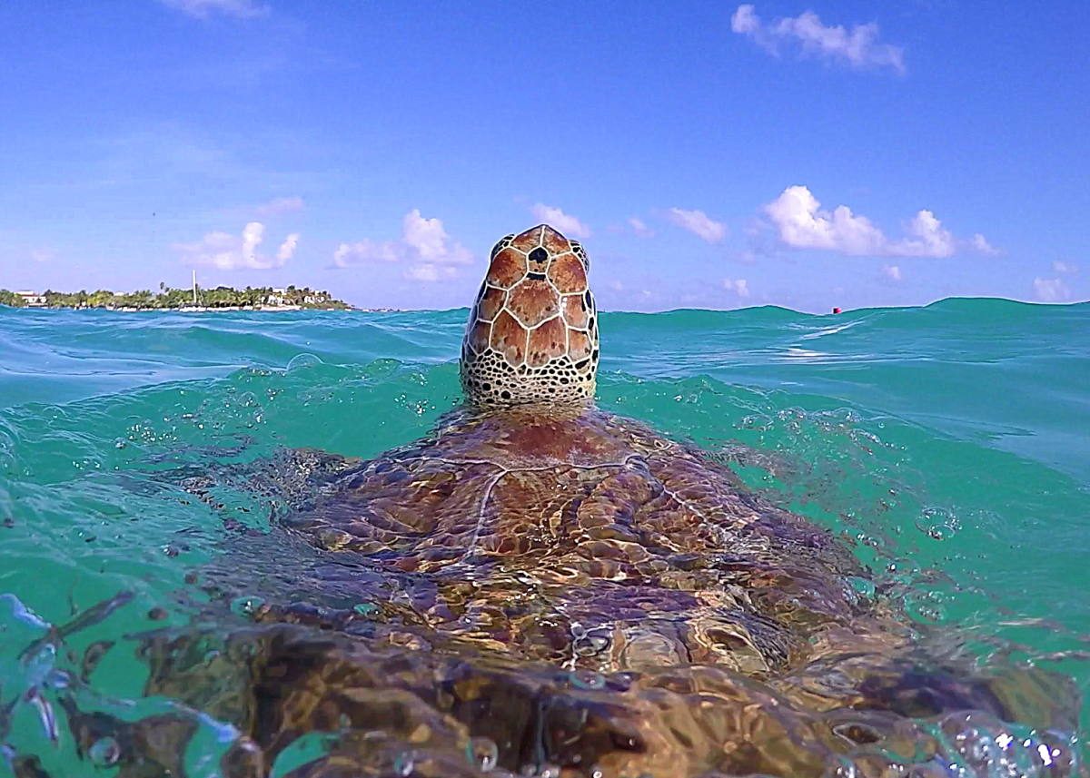 swimming with turtles in Akumal
