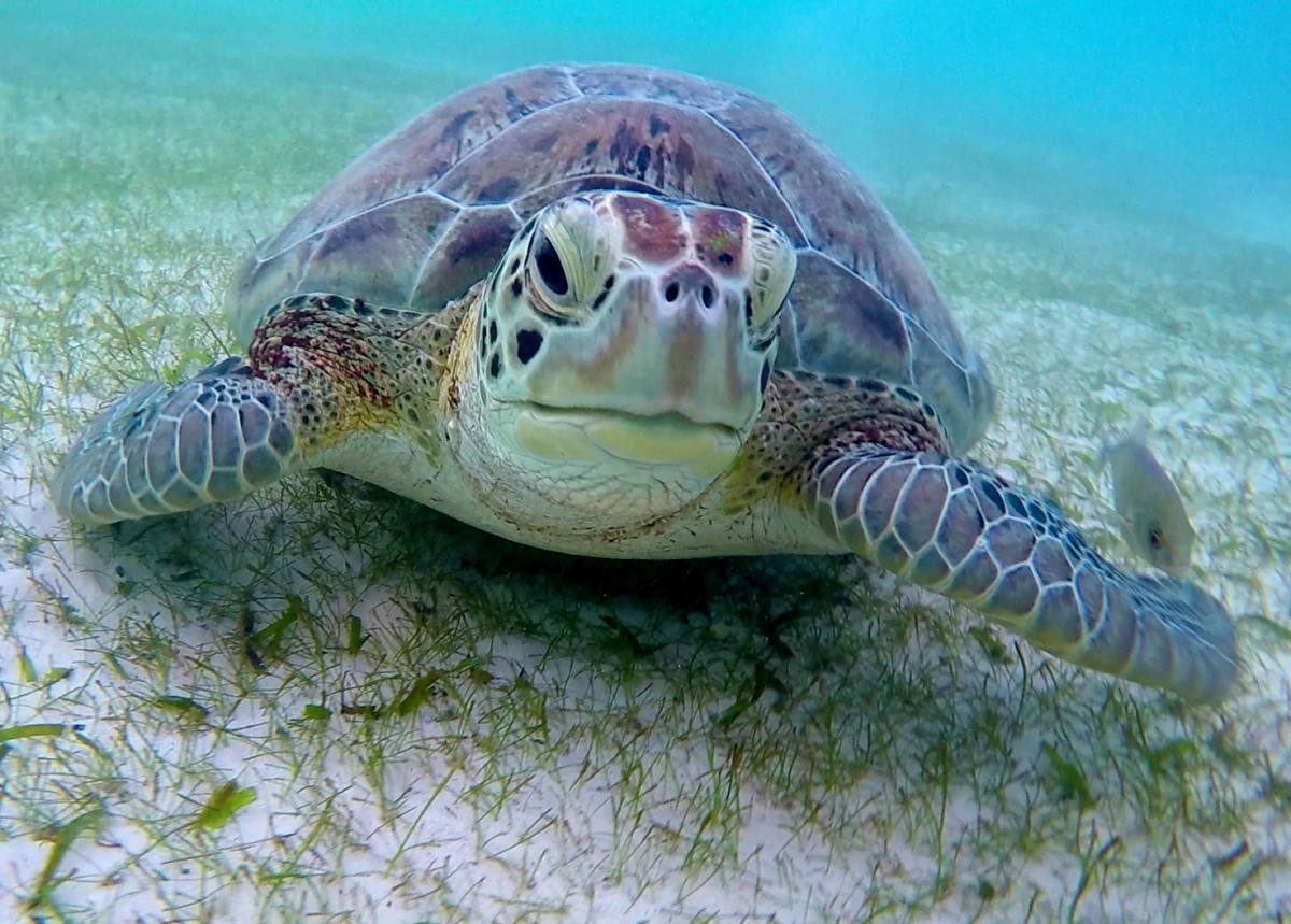 baby green sea turtles swimming