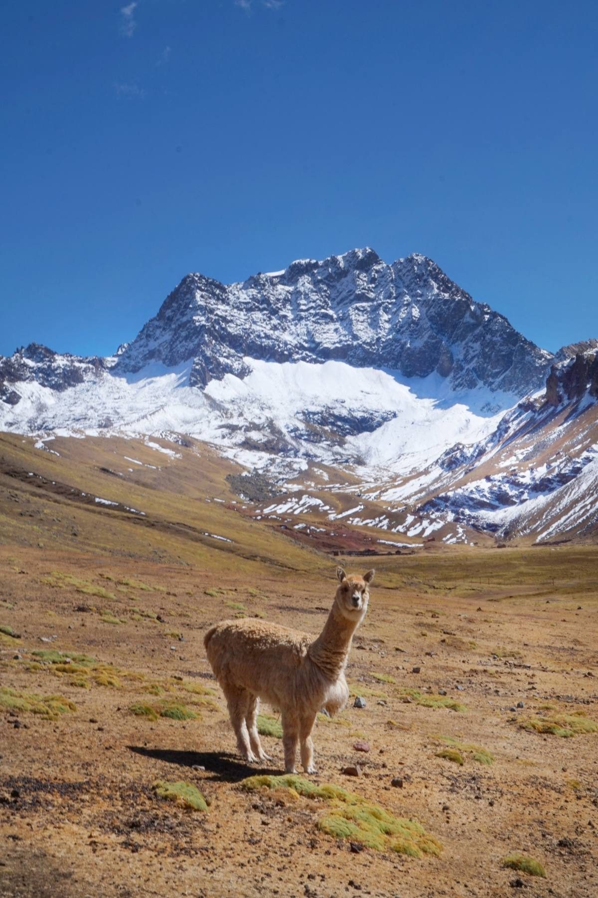 Alpaca in Peru