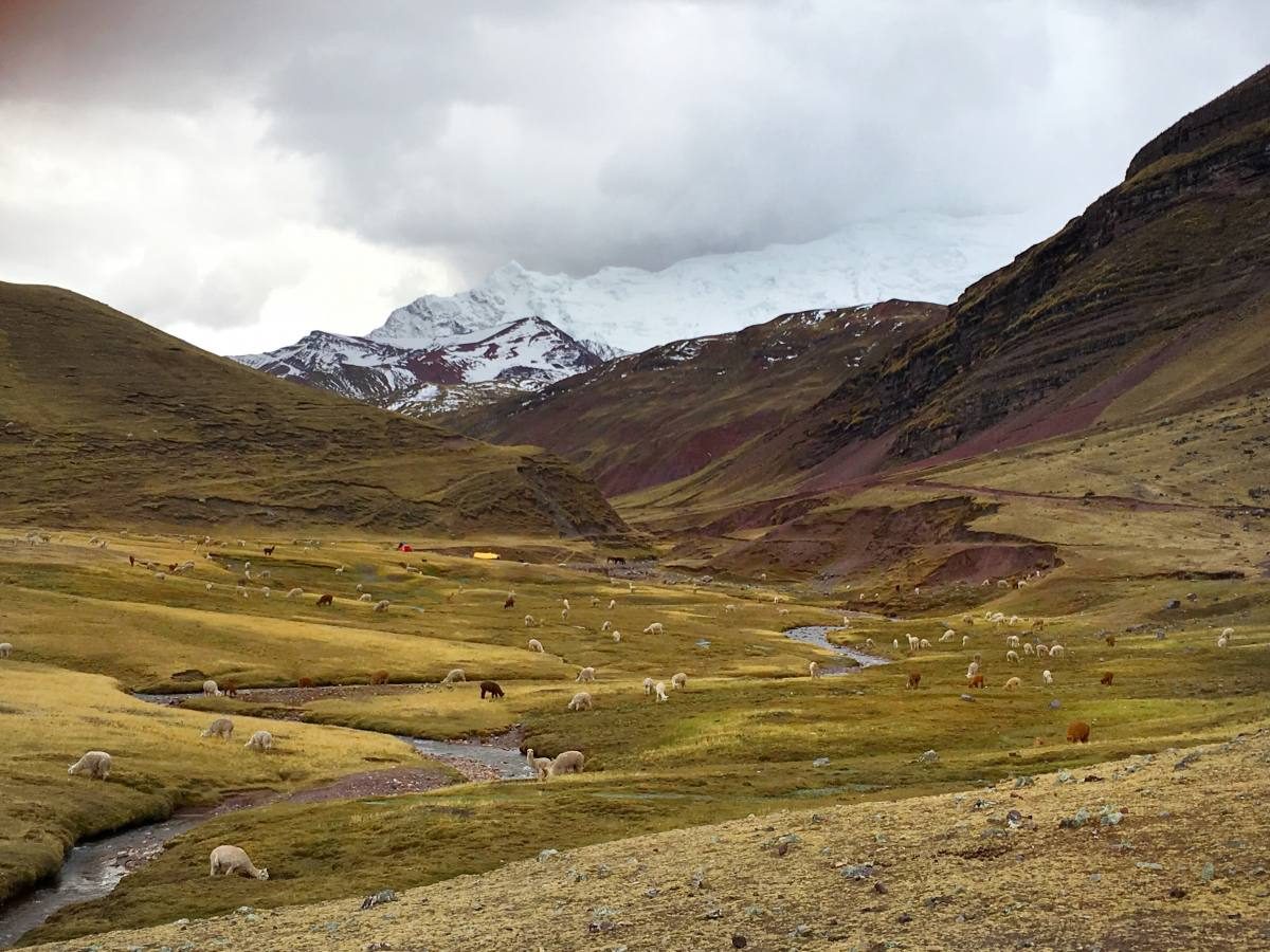 Alpacas in Peru