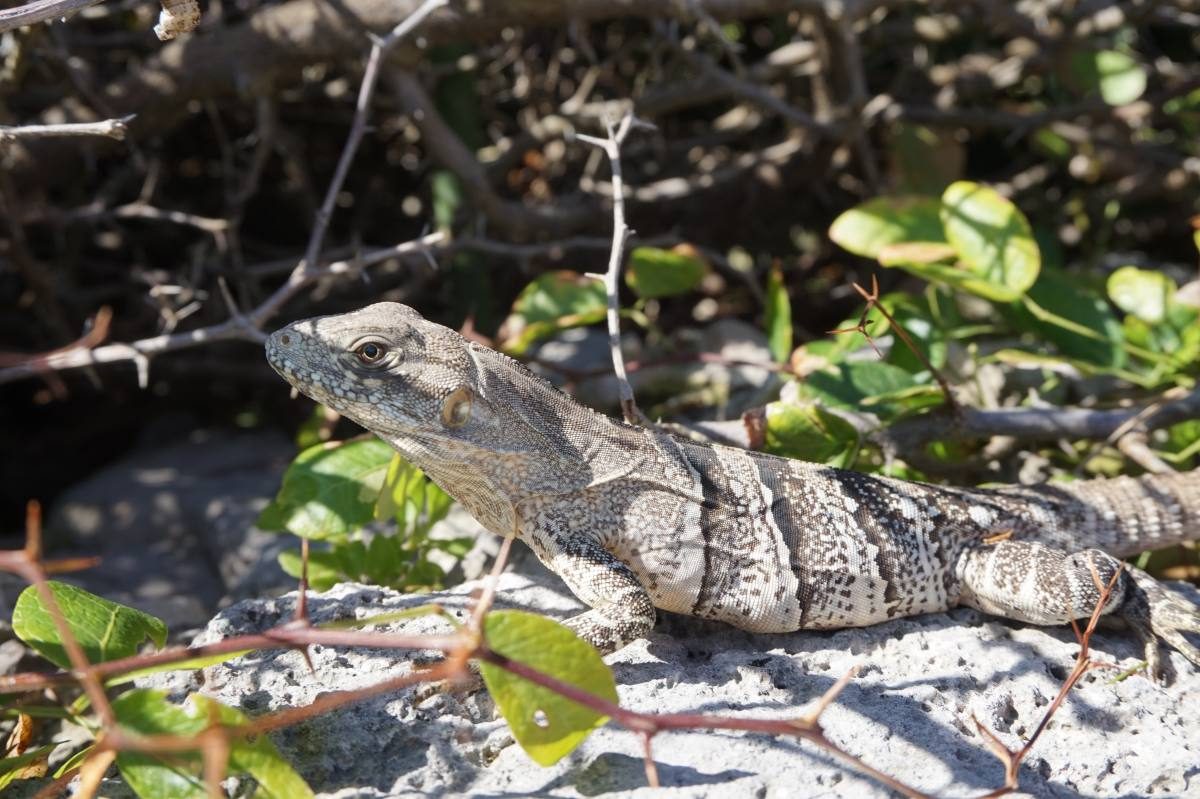 tulum iguana