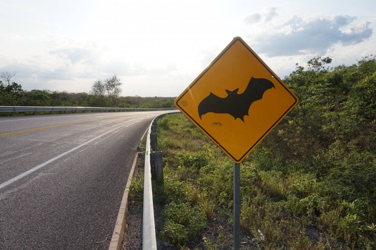 Cautionary road sign warning of bats, which one might see while driving a rental car on rural Mexican roads.