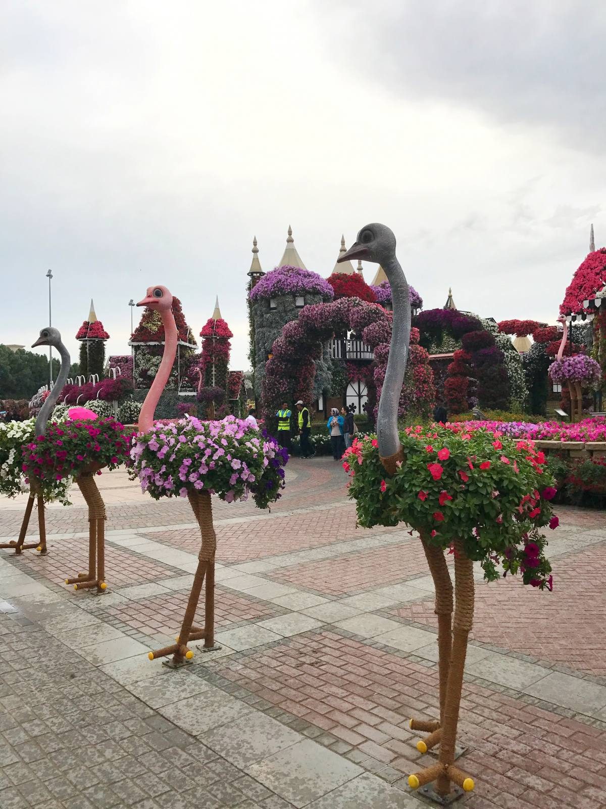 ostriches miracle garden