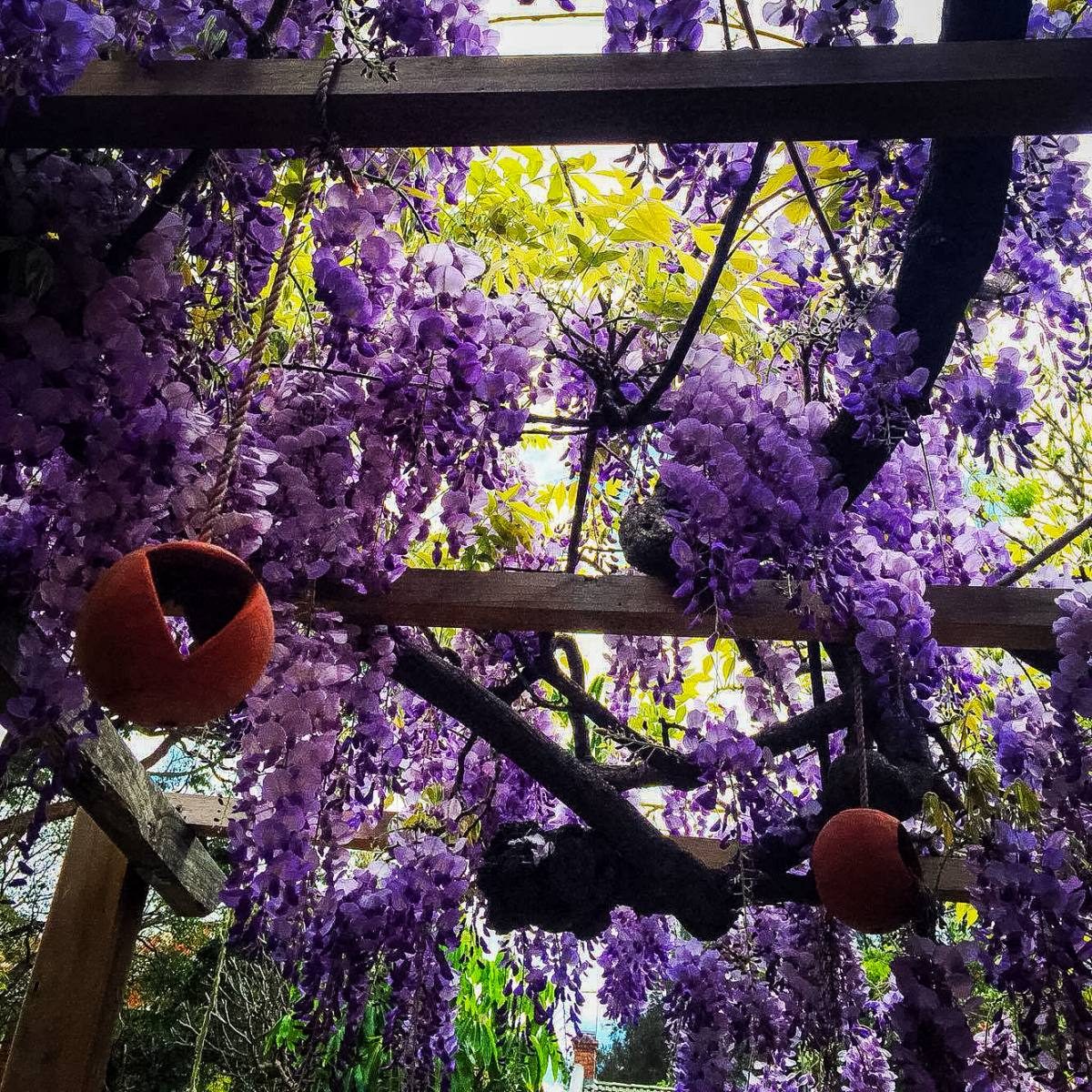 A serene pergola draped in vibrant purple wisteria blooms, a tranquil corner that might be found in Sydney's many enchanting gardens.
