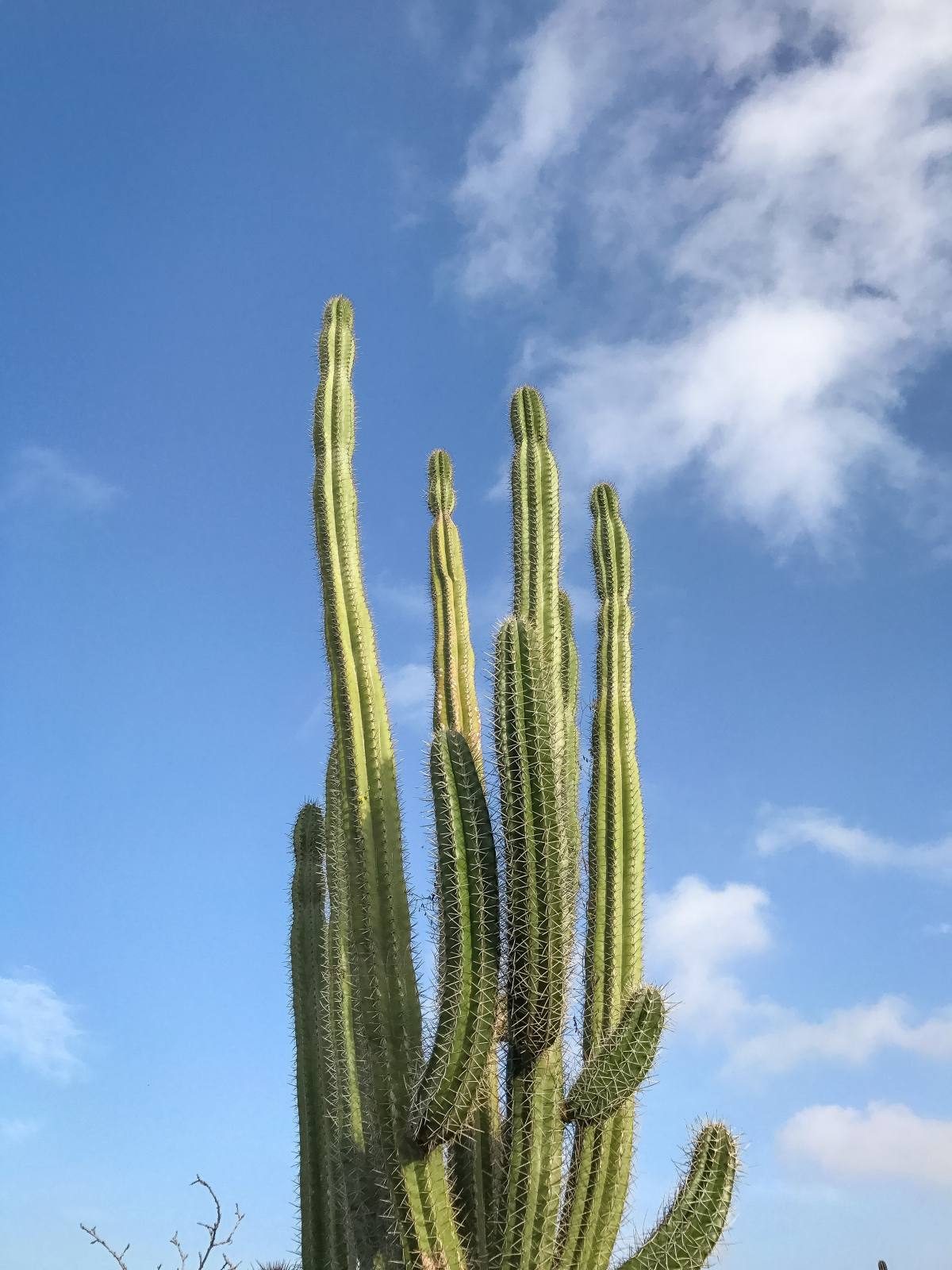 cactus aruba