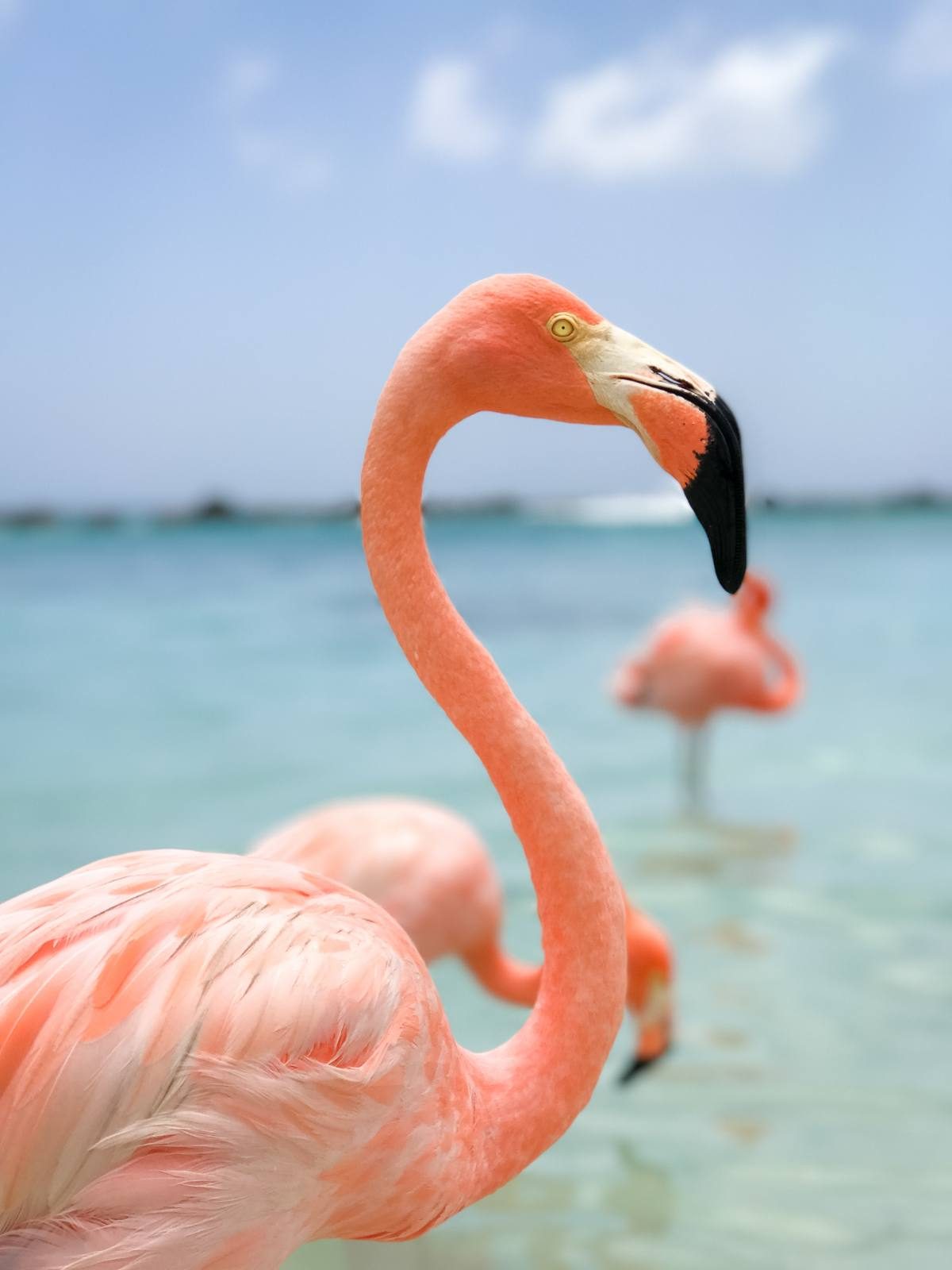 How To Visit Flamingos In Aruba Renaissance Private Island