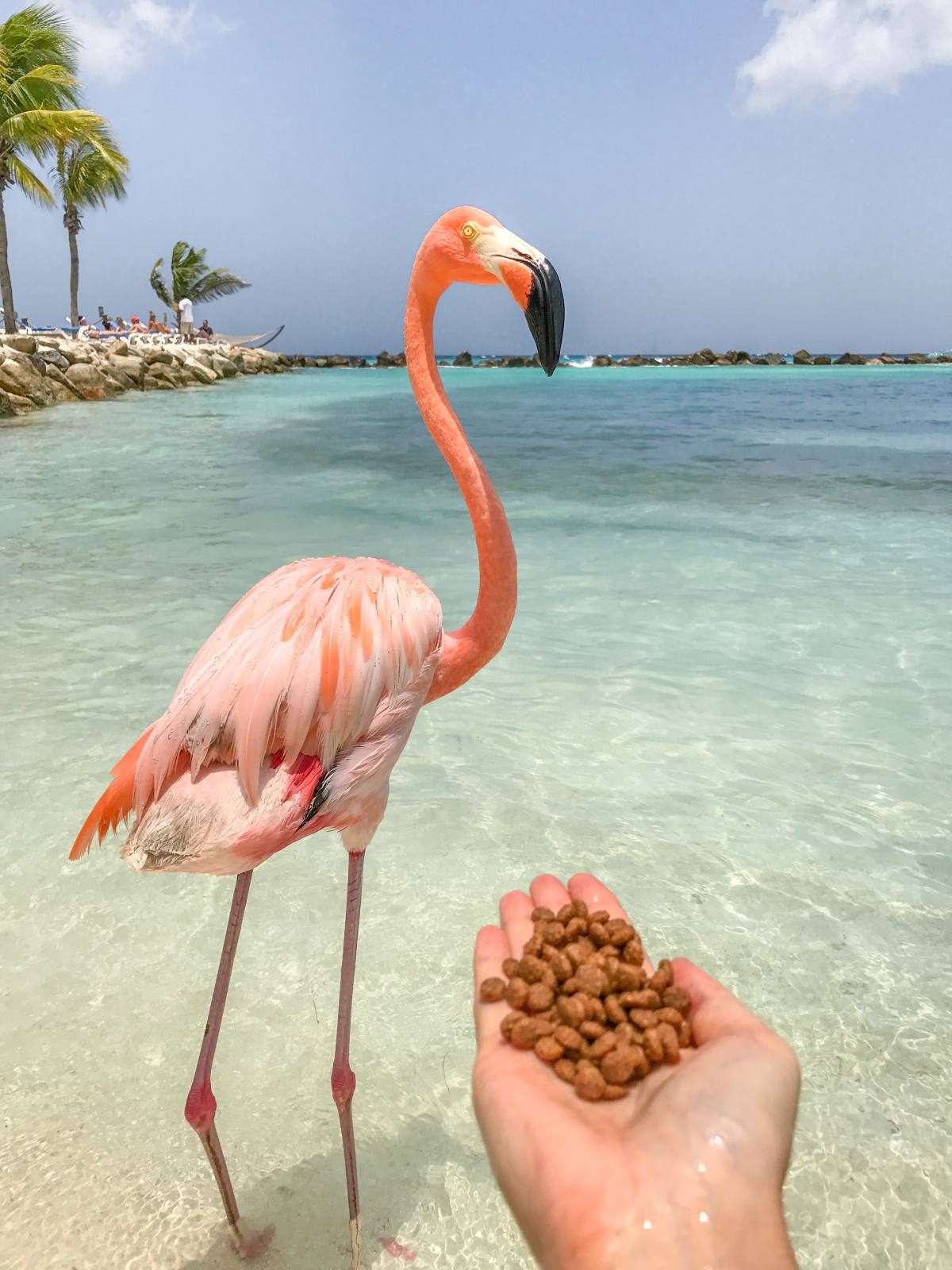 Flamingos in Aruba