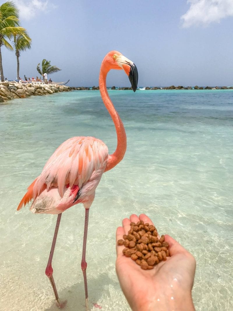 How To Visit Flamingos In Aruba Renaissance Private Island   IMG 9912 2 800x1067 