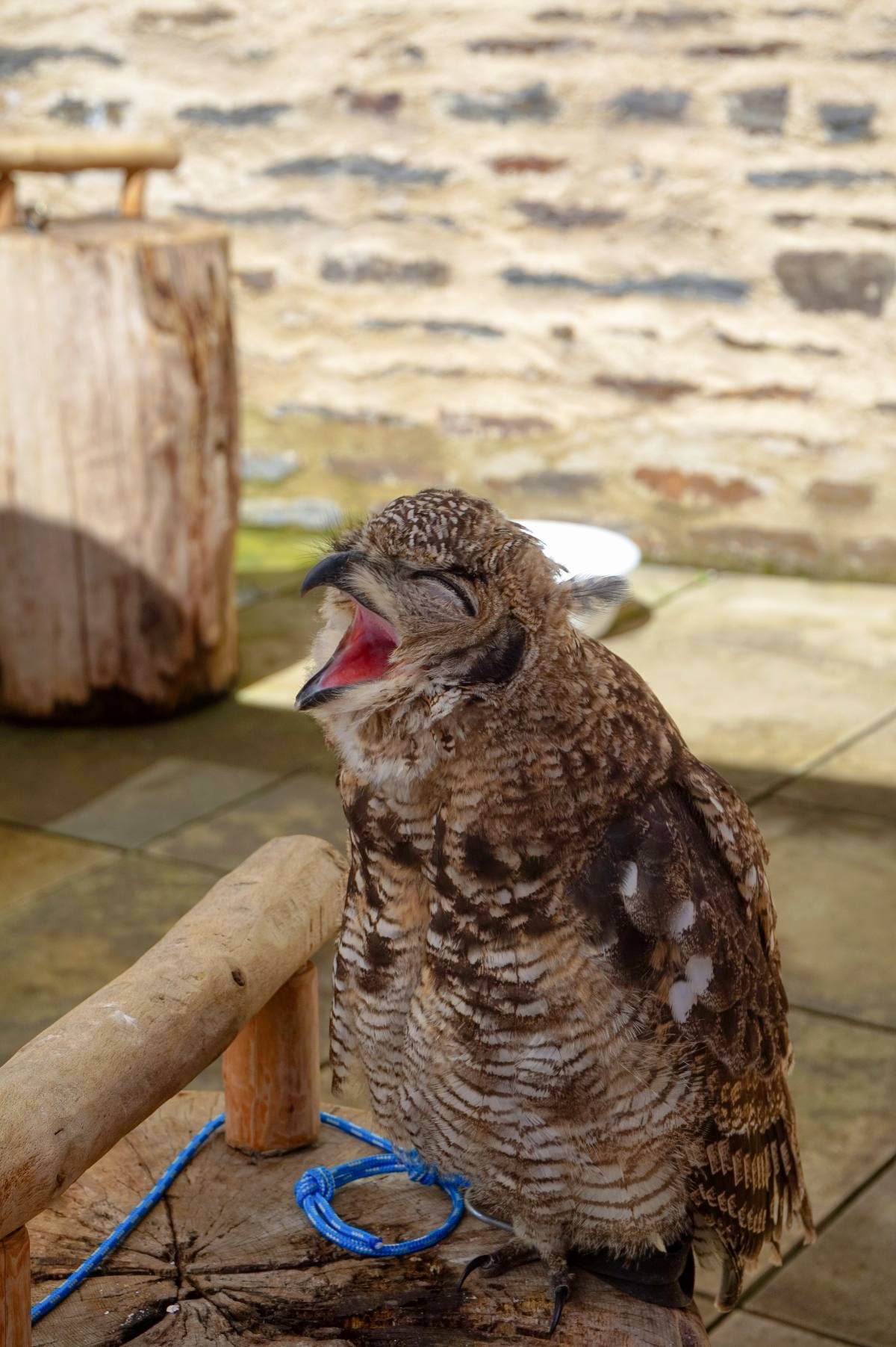 baby owl yawning