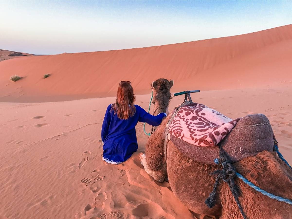 camels morocco