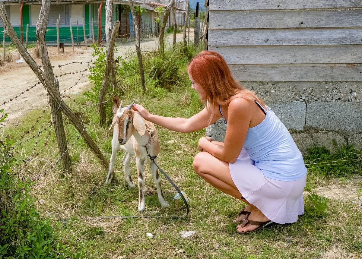 goats Cuba