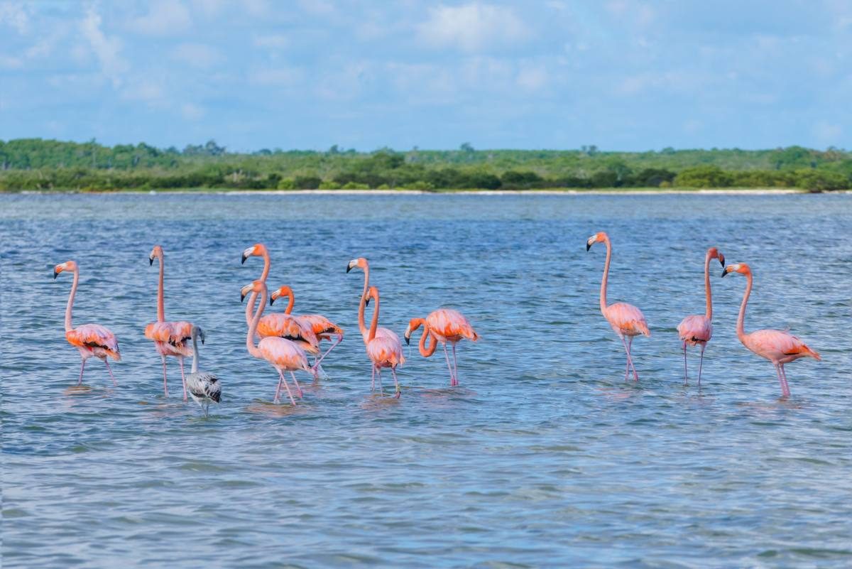 flamingos Rio Lagartos