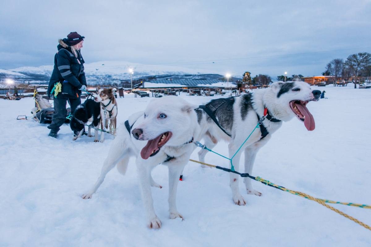 dog sledding tromso