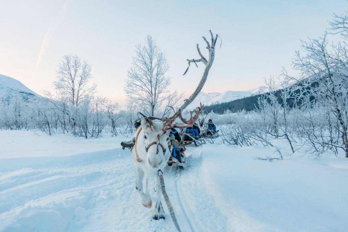 Tromso winter reindeers