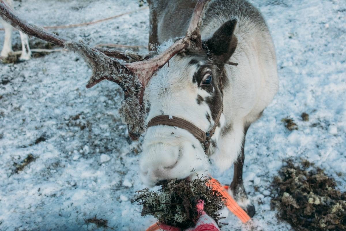 feeding the reindeer