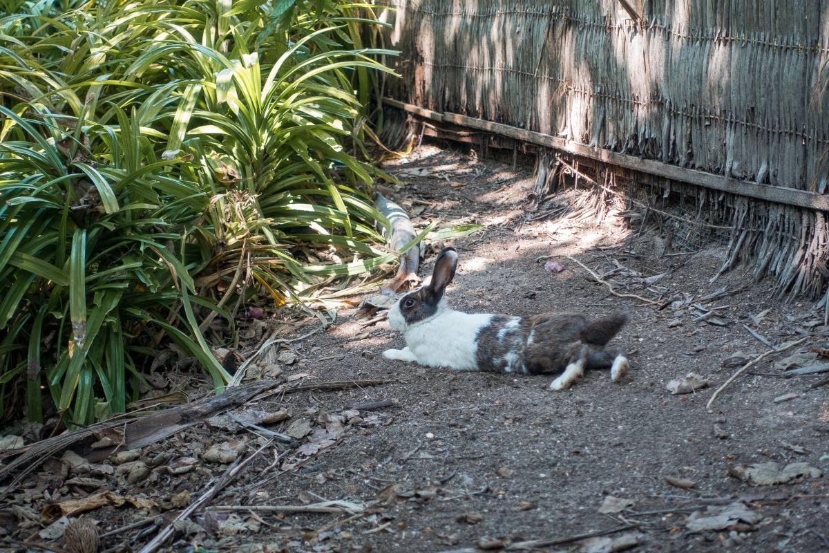 bunnies soneva fushi