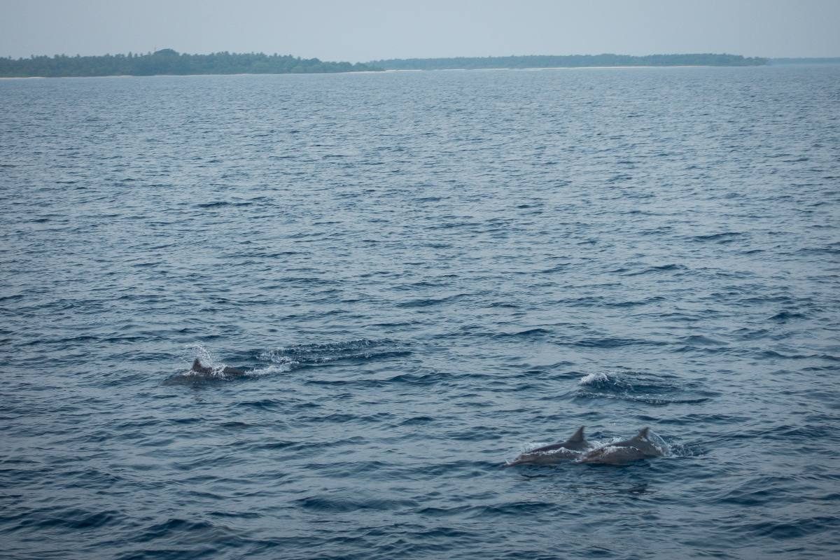 dolphins maldives