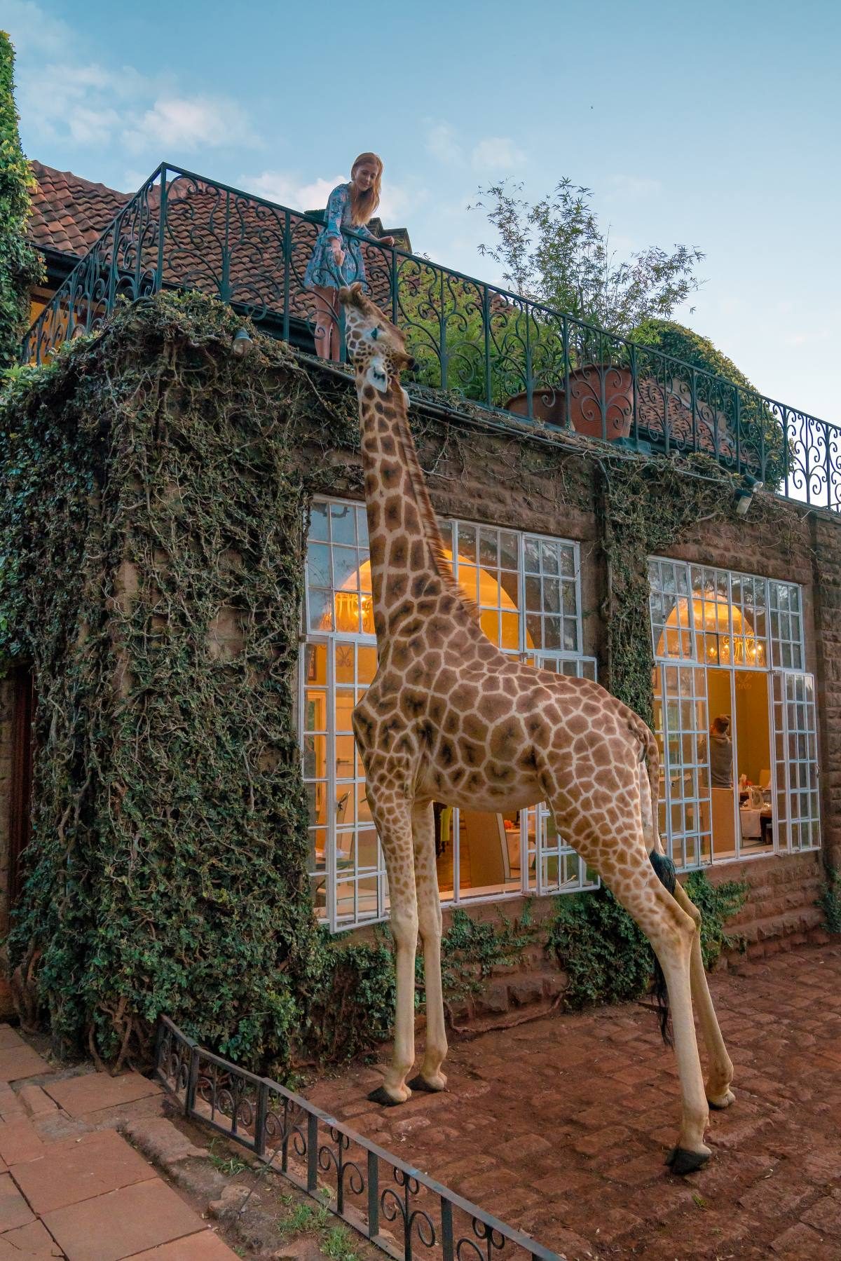 morning at giraffe manor