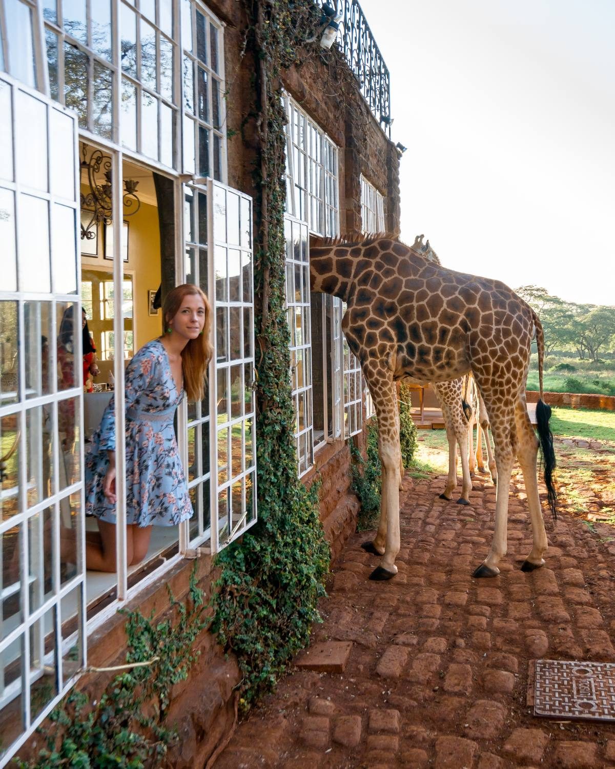 breakfast with giraffes